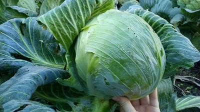 WILLVINE NKR -I Seeds Cabbage Late Green Heirloom [2.5g] Seed(750 per packet)