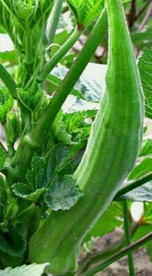 Quentova LONG POD OKRA SEED-US-6Y Seed(250 per packet)