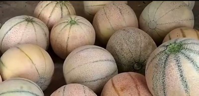 VibeX XL-80 - Muskmelon high yielding variety Arka Siri - (1350 Seeds) Seed(1350 per packet)