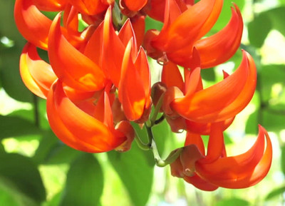 EasySeeds Red Palash,Tesu,Flame of the forest,Butea Monosperma,Dhak Seed(50 per packet)
