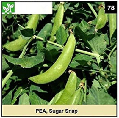 CYBEXIS SUGAR SNAP PEA-250 Seeds Seed(250 per packet)
