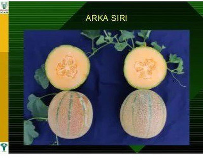 CYBEXIS PUAS-77 - Muskmelon high yielding variety Arka Siri - (1350 Seeds) Seed(1350 per packet)