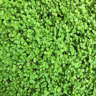 CYBEXIS ATS-84 - Corsican Ornamental Mini Mint - (1350 Seeds) Seed(1350 per packet)