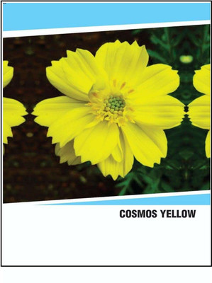 CYBEXIS Hybrid Cosmos Yellow Flower Seeds(100 Seeds) Seed(100 per packet)