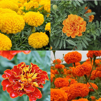 ibains Marigold seeds for farming 25 Seed(25 per packet)