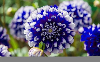 VibeX LXI-56 - Rare Dahlia - (180 Seeds) Seed(180 per packet)