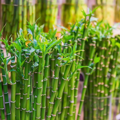 BDSresolve Bamboo seeds for garden PACK OF 87 Seed(87 per packet)