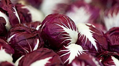 WILLVINE VXI-905 Radicchio (Chicory) Seeds- Verona Red Cabbage Seed(200 per packet)
