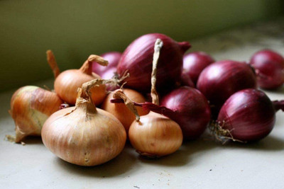 VibeX VXI-19 - Multicolor Onion Mix - (4500 Seeds) Seed(4500 per packet)