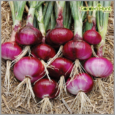 WILLVINE SYN -VIII Onion Big (Red Color) Traditional [50g] Seed(30000 per packet)