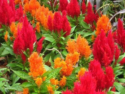 Qualtivate NDIR-75 Celosia Pulmosa Flower -Mixed Color Flower Seeds - Dwarf Variety Seed(50 per packet)