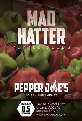 Qualtivate HYB-6A Mad Hatter Chilli Pepper Seed(300 per packet)