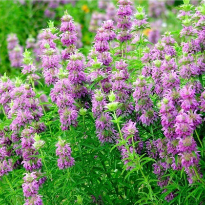 Qualtivate TLX-159 Lemon Bergamot Lemon Bee Balm Seed(500 per packet)