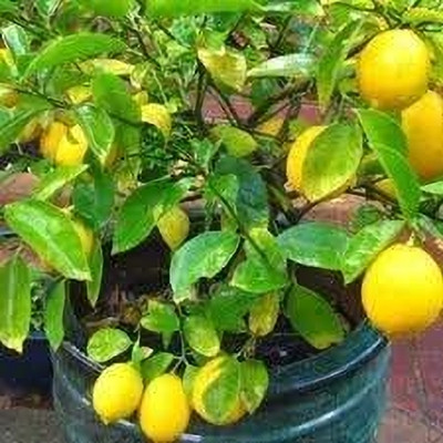 CRGO LEMON , NIMBU Seed(55 per packet)