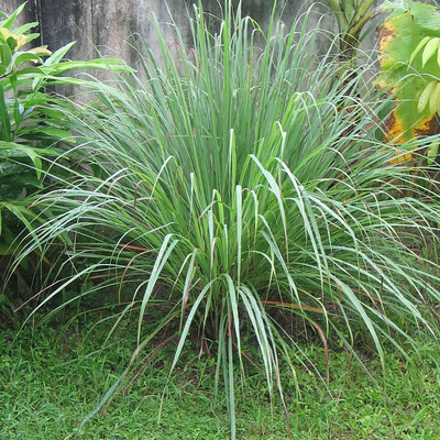 CYBEXIS TLX-75 - Lemongrass Cymbopogon Flexuosus - (250 Seeds) Seed(250 per packet)