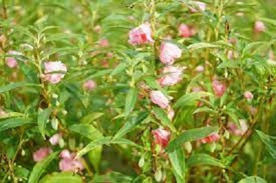Cloud Farm hybrid balsam double mixed flower seeds Seed(10 per packet)