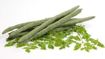 CYBEXIS PAU-79 - Premium Quality PKM1 Moringa Drumstick - (1350 Seeds) Seed(1350 per packet)