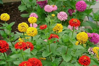 GREENSEA Colorful Zinnia Seed(28 per packet)