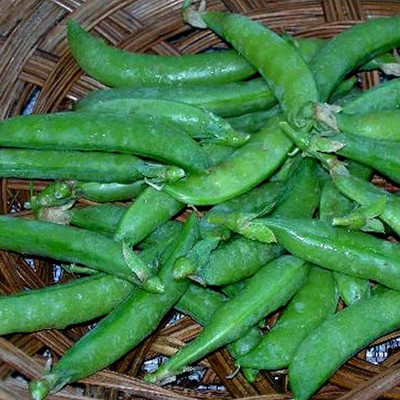 Biosnyg Sugar Snap Pea Seed(250 per packet)