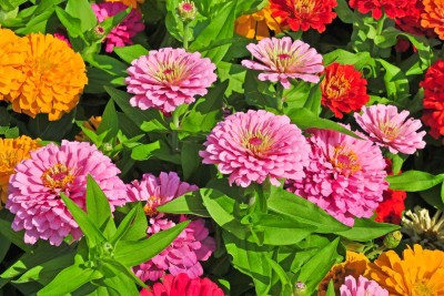 Bula Plant House Zinnia Double Multicolour Flower Seed(100 per packet)