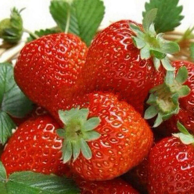 ActrovaX Red Strawberry Seed Delicious Fruit Plant Bonsai [800 Seeds] Seed(800 per packet)
