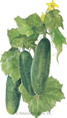 Qualtivate RES-4A Marketmore Cucumber Seeds Seed(300 per packet)