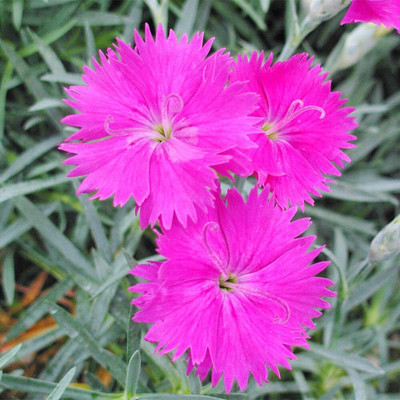 Lorvox Carnation - Giant Double Chabaud Mix Seed(10 per packet)