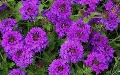 ACCELCROP Verbena Mix Seed(20 per packet)