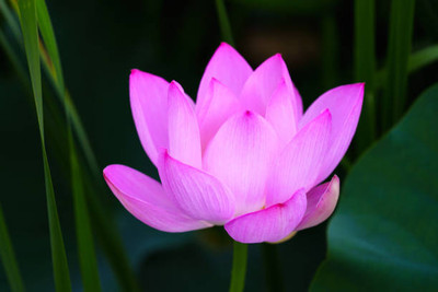 megoodluk lotus,kamal gatta Seed(10 per packet)