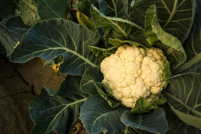 wequality white cauliflower,gobhee seeds Seed(15 per packet)