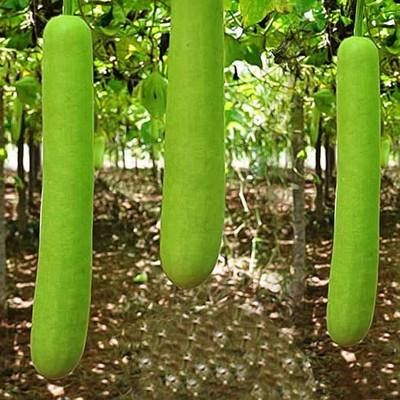 BDSresolve Hybrid bottle gourd seeds for plant Seed(32 per packet)