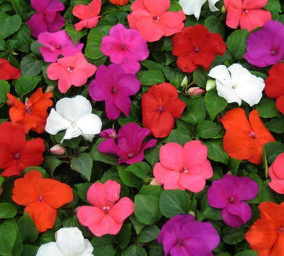 CYBEXIS LXI-90 - Balsam Impatiens Babby Mixed Variety - (90 Seeds) Seed(90 per packet)