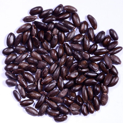 CRGO APPLE , SEV Seed(100 per packet)