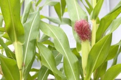 Aywal Corn American Dream Hybrid Seed(100 per packet)