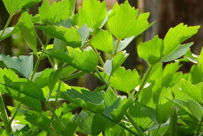 VibeX VXI-2 - Lovage Herb - (750 Seeds) Seed(750 per packet)
