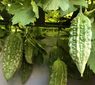 CYBEXIS VXI-87 - Bitter Melon Gourd -Balsam Pear - (300 Seeds) Seed(300 per packet)