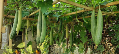 Quentova Luffa Gourd, Sponge Gourd-SWAT-3F Seed(50 per packet)