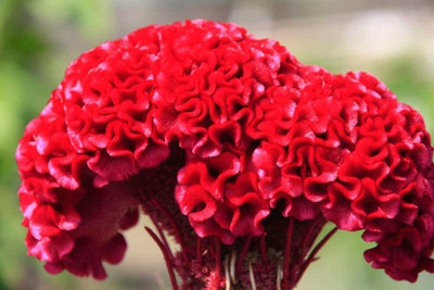 XOLDA Exotic cocksomb Seed(43 per packet)