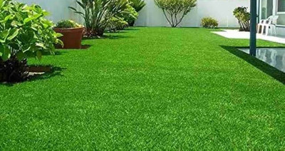 BSARKAR Plan grass seed Seed(2000 per packet)
