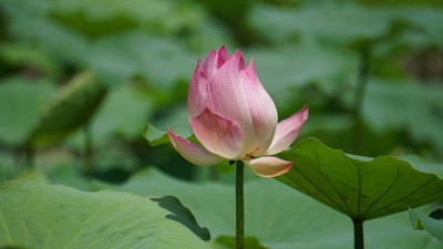 Sant Seeds LLP lotus,kamal seeds Seed(13 per packet)
