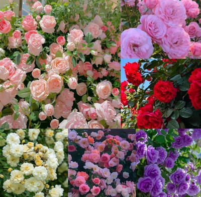 Earth Hopper Climbing Rose Flower Seeds, Hybrid, Year-Round Blooms, Minimal Care- MIX Seed(200 per packet)