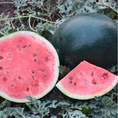 EMKOT Blacktail Mountain Watermelon Seed(50 per packet)