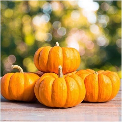 Qualtivate HUA-2A Little Pumpkin (Cucurbita Pepo) Seed(50 per packet)