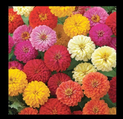 Quentova Mix Hybrid Zinnia Seeds-US-6Y Seed(75 per packet)