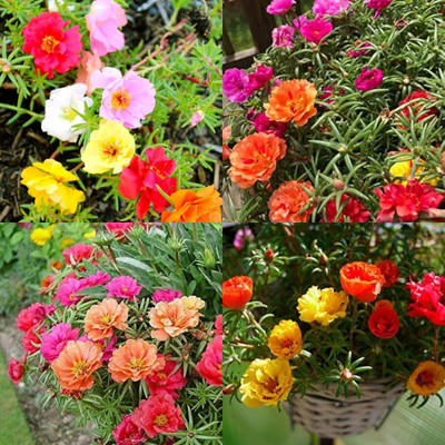 ibains Portulaca seeds garden plant bij 39 Seed(39 per packet)