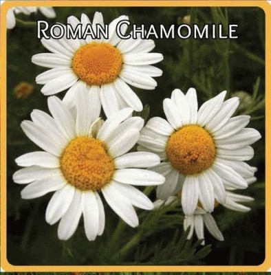 Qualtivate LXI-100 Roman Chamomile Seeds Seed(250 per packet)