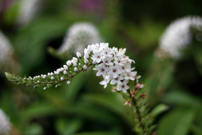 KOO Retails gypsophila flower Seed(200 per packet)