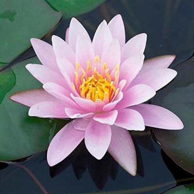 Qualtivate RES-7A Pink Lotus Water Lily Flower Seeds Seed(25 per packet)