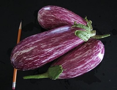 Qualtivate ICRA-4A Brinjal Aubergin Striped Thai Seed(300 per packet)