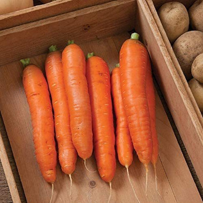 CYBEXIS VVI-4 - Carrot Bolero (Orange) - (250 Seeds) Seed(250 per packet)